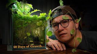 The Desktop Shrimp Cube (60 Days Later) | Pennywort Overload