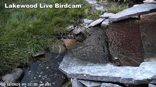 Flowing Fountain Bird Camera