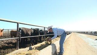 Meet a Cattle Feeder: Camas Uebelacker of C & G Cattle Othello, WA