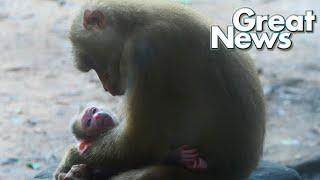 Great News for pigtail fan monkey, Libby just giving birth 09 09 23 part01