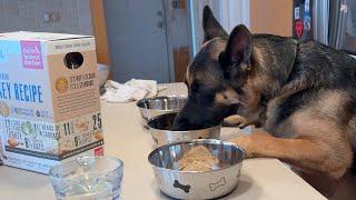 The Honest kitchen - Dehydrated Dog Food preparation