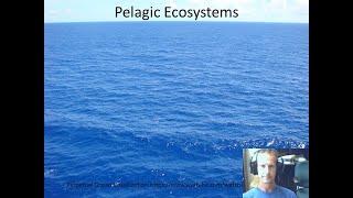 Marine Ecology Lecture: Pelagic Ecosystems