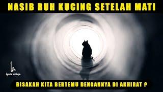 Bisakah Bertemu Kucing Peliharaan Kita Di Akhirat ?, Nasib Kucing Dan Hewan Peliharaan Setelah Mati