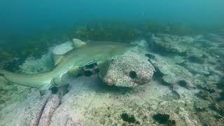 free diving with sharks at home