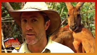 Russell Coight VS Animals! | All Aussie Adventures