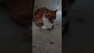 LY-Jim 瀧焰公子 - 貓 cat 고양이 ネコkucing قطة แมว gato chat con mèo кот cattus বিড়াল Γάτα חתול ਬਿੱਲੀ పిల్లి