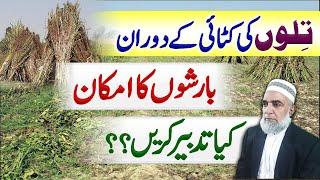 How to harvest Sesame crop during Rainy season || Crop Reformer