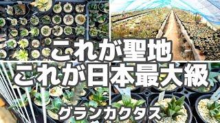 【聖地】これが日本最大級の多肉と塊根の楽園【グランカクタス】前編