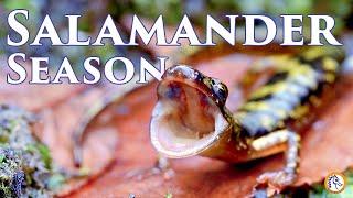 Salamander Season in the Eastern United States