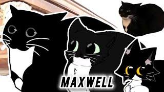 Maxwell Cat Meme - Coffin Dance Song Astronomia (COVER)