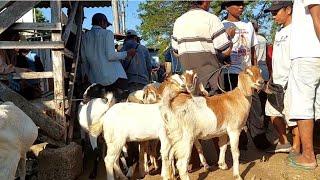 350 RIBU‼️HARGA KAMBING MURAH NDAK ADA YG BELI | Senin 12 Agt 2024 | Pasar Kerek Terbaru