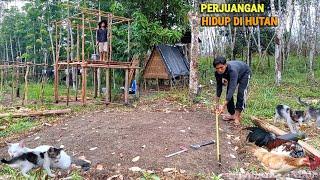 Pondok kebun, tahapan membangun tempat tinggal sederhana,  hidup di hutan menanam & ternak CR-106