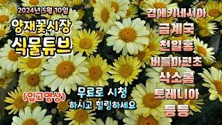 양재꽃시장 식물튜브 5월에 식재할만한 야생화 와 꽃들 시청 하시면서 힐링 하세요~  #양재꽃시장 #식물튜브 #월동 #관엽 #식물아빠