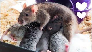 Sweet Mom Loves her Cute Baby Rats