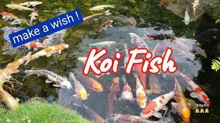 Koi Fish @Epcot/Disney
