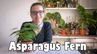 Asparagus Setaceus | Asparagus Fern Care and Propagation