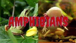 AMPHIBIANS FOR KIDS