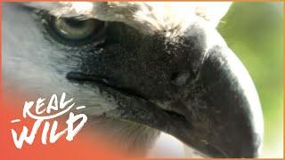 The Amazing Harpy Eagle | Animal River Challenge | Real Wild