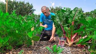 It's Not Too Late, 7 Crops You Can Still Plant in August