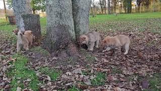 The Canada Jindo puppies 4