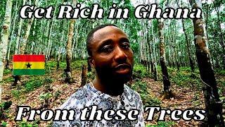 Investing in Ghana - Make extra money by investing in these trees in Ghana