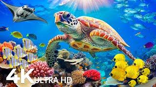 Dive Into the Mesmerizing Underwater Realm, Marvel at Sea Animal in The Best 4K ULTRAHD Aquarium #24