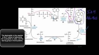 Biochemistry | The SAM Cycle (S-Adenosylmethionine Cycle)