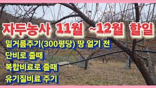 자두농사 11월 ~ 12월 할일(300평당 기준) 단비로 줄때, 복합비료 줄때, 유기줄 비료 줄때, 정전 시기, 보르도액 살포 이유 설명드리겠습니다.(농사의신)