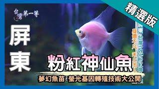 台灣第一等【觀賞魚大觀園  (A級血鸚鵡 + 粉紅神仙魚 + 螢光獅頭魚)】屏東_精選版