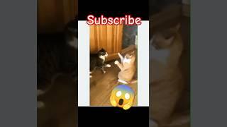 One Punch Cat  #funny #laugh #cat #humor #viral #shorts #subscribe