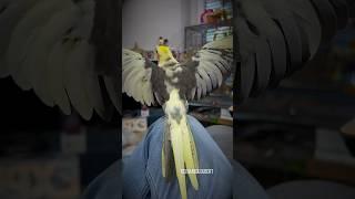 Mighty Eagle Tiel Talks & Shows Off Huge Wingspan | TielNamedLoubert