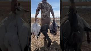 Fun times had by all! SPRING SNOWS IN CANADA! #hunting #outdoors #waterfowl #saskatchewan