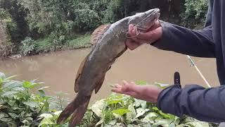 isca que não pode faltar!!  Jundiá dos brutos!! veja os presentes da natureza!!