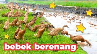 Bebek Berenang , Potong Bebek Angsa , Bebek Asli Berenang di Sungai