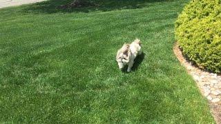 Funny Shih Tzu dog Lacey  | Zoomies  and a twirl 