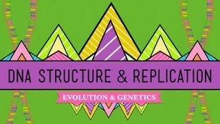 DNA Structure and Replication: Crash Course Biology #10