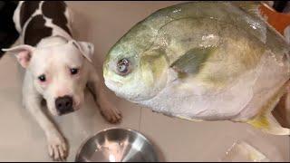 nomyen the Pit Bull 1st time eatsGolden Pomfret&Quail egg [ASMR] MUKBANG 犬が生の肉を食べる[咀嚼音] SASHIMI