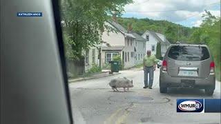 Video shows pig on Main Street in Wilton, NH