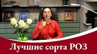 Лучшие сорта роз для пышного цветения! 18 роз мира!