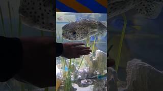 Huge Pufferfish #pufferfish #marinelife #aquarium