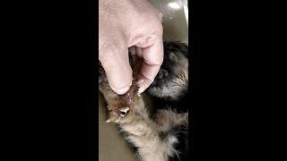 Incredible Mangoworms Remove From Little Dog - Thanks For Save Dog Life