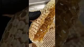 honey saving process /amaizing honeycomb cuting and saving #shorts #shortsvideo #honey