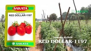 Tomato Red Dollar-Farmer Review