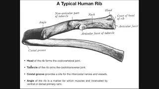 Costal Facets, Demifacets, and Rib-Vertebral Articulations