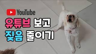 유튜브 보고 강아지 짖음 고치는 방법
