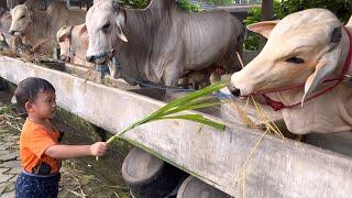 BOCIL PLAYS WITH FARM LOYAL GIANT COW ️