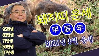 2024년 9월 돼지띠 용기와 객기는 좋지만 오르지 못할 나무는..ㅣ갑진년 돼지띠운세 95년생 83년생 71년생 59년생 47년생