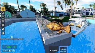 I catch a rare fish in Jupiter Florida the Goliath Grouper #roblox #jupiterflorida