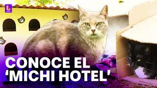 ¿Estás buscando adoptar un gatito? Conoce el 'Michi Hotel' el refugio del Parque Kennedy