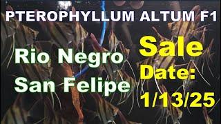 PTEROPHYLLUM ALTUM RIO NEGRO SAN FELIPE F1 SALE DATE 1/13/2025